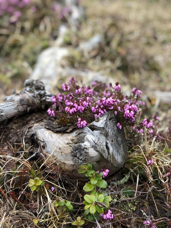 Hotel Erika Prags Eksteriør billede